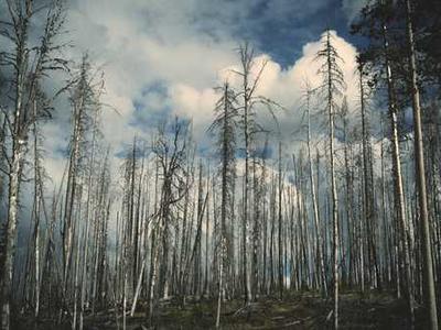 Multimodal reinforcement learning with agentic verifier for AI agents