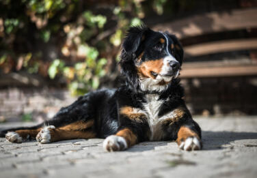 Christopher Williams