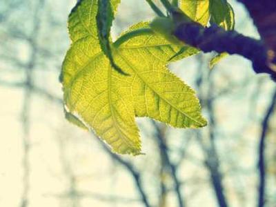 OptiMind: A small language model with optimization expertise