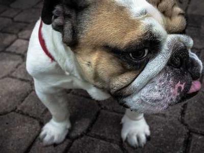 PlugMem: Transforming raw agent interactions into reusable knowledge