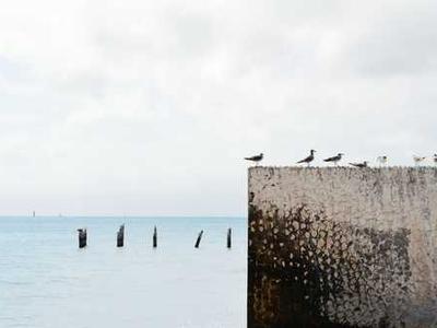Scientists say evolution may work differently than we thought